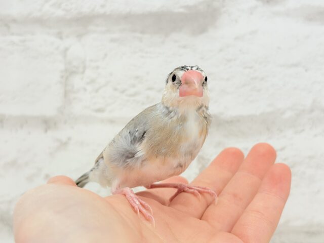 桜文鳥