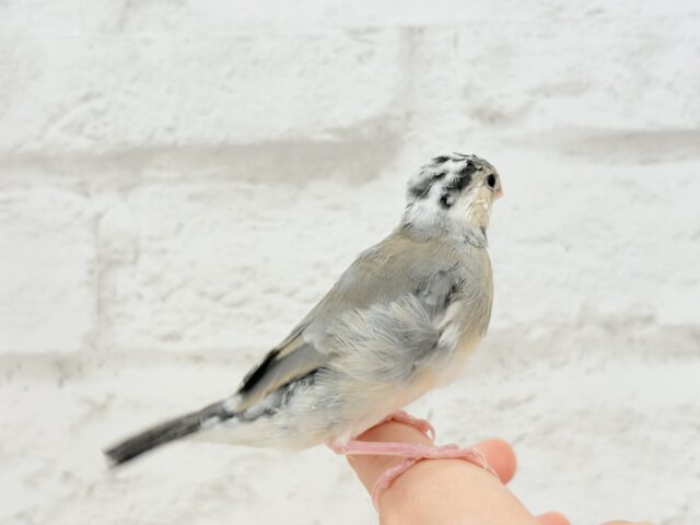 桜文鳥