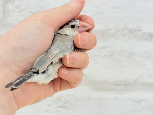 桜文鳥