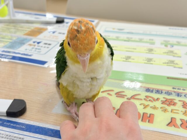 【最新画像更新🪄ひとり餌になりました☆】アピール女王🐥🍊🧡シロハラインコ(女の子) シロハラインコ