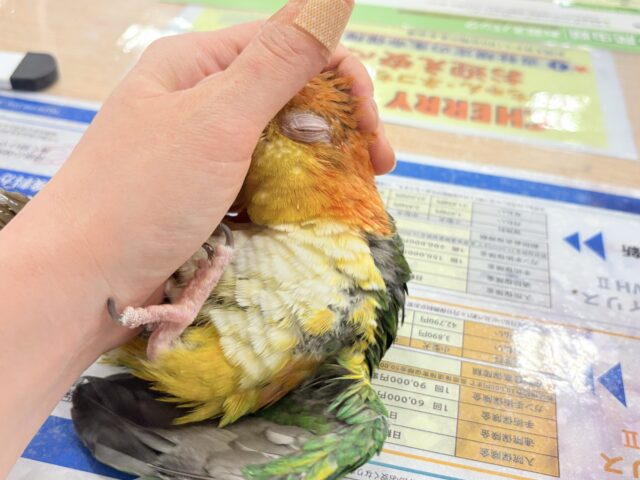 【最新画像更新🪄ひとり餌になりました☆】アピール女王🐥🍊🧡シロハラインコ(女の子) シロハラインコ