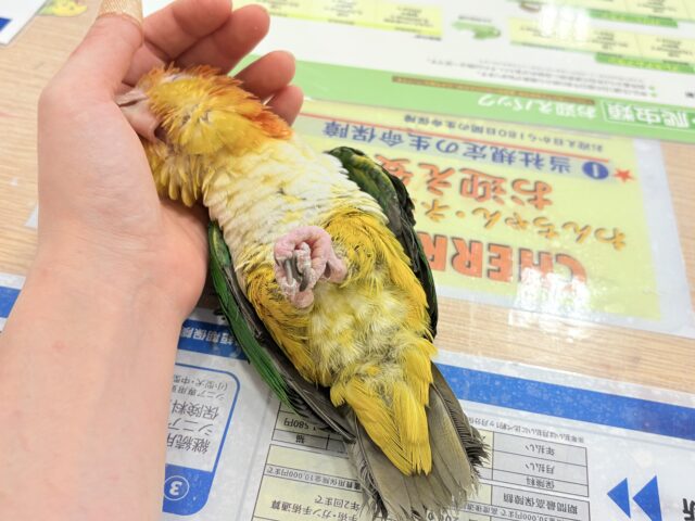 【最新画像更新🪄ひとり餌になりました☆】アピール女王🐥🍊🧡シロハラインコ(女の子) シロハラインコ