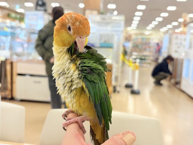 【最新画像更新🪄ひとり餌になりました☆】アピール女王🐥🍊🧡シロハラインコ(女の子) シロハラインコ