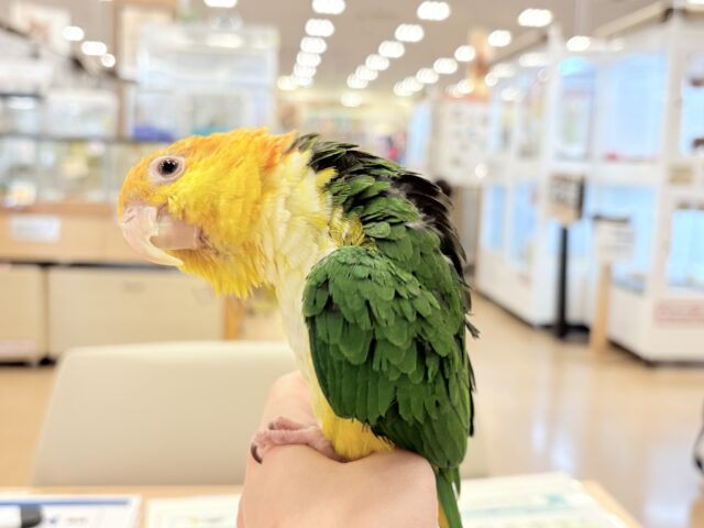 【最新画像更新🪄ひとり餌になりました☆】アピール女王🐥🍊🧡シロハラインコ(女の子) シロハラインコ