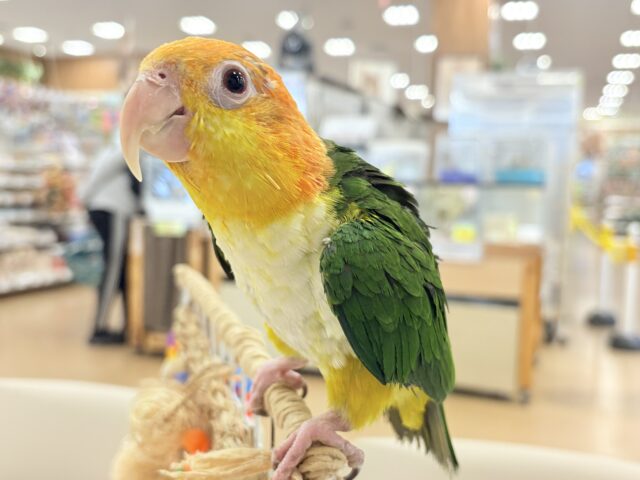 【最新画像更新🪄ひとり餌になりました☆】アピール女王🐥🍊🧡シロハラインコ(女の子) シロハラインコ