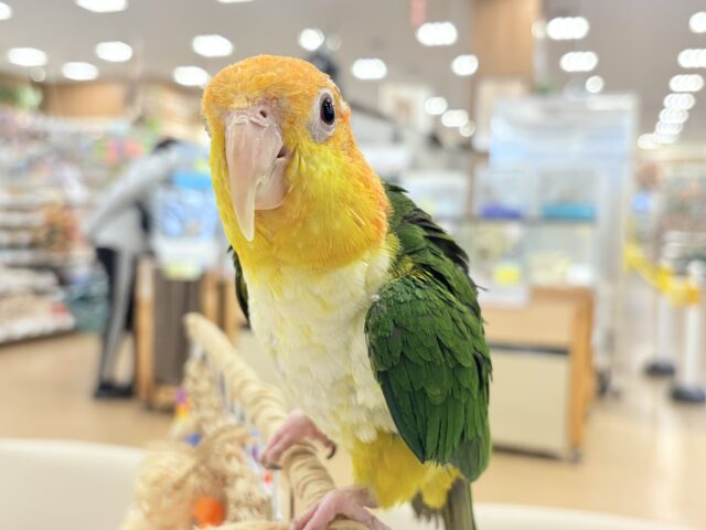 【最新画像更新🪄ひとり餌になりました☆】アピール女王🐥🍊🧡シロハラインコ(女の子) シロハラインコ