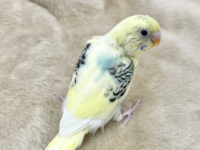 レモンとミント🍋🌿🩵 セキセイインコ(レインボーパイド) セキセイインコ