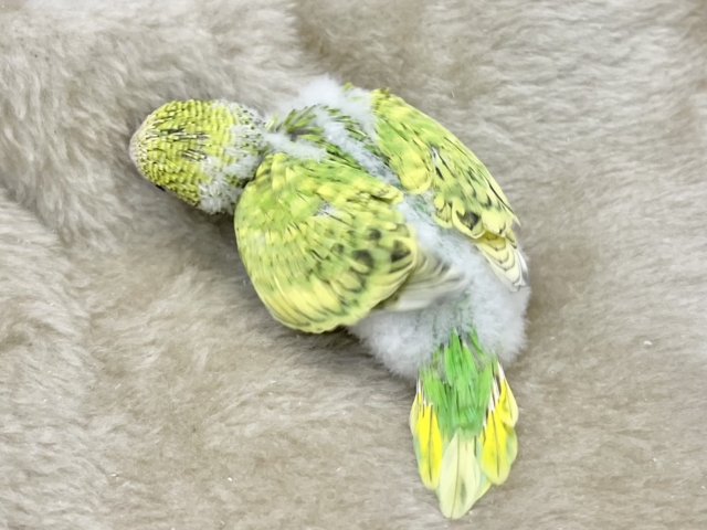 最新画像になります☆甘えるしあわせグリーン🍀🌟 セキセイインコ(スパングル) セキセイインコ