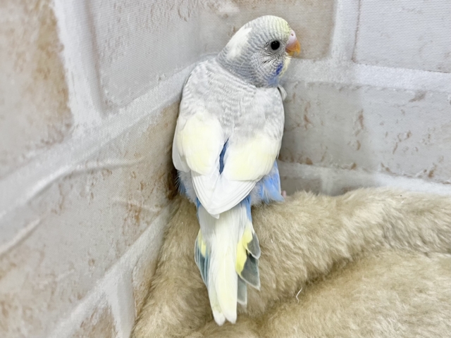 最新画像になります☆ごきげんよろしくて??麗しカラー💎✨ セキセイインコ(色変わり) セキセイインコ