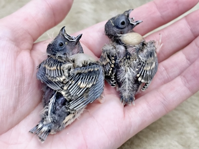 ぱやぱや〜🐣💓 キンカチョウ(ノーマル) 錦花鳥(キンカチョウ)