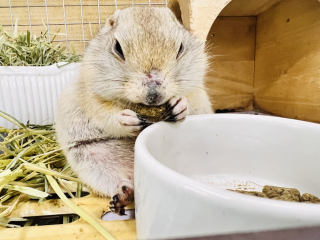リチャードソンジリス