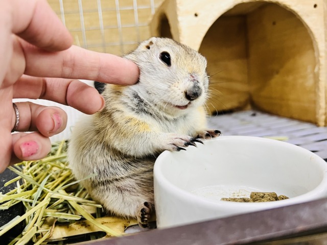 リチャードソンジリス