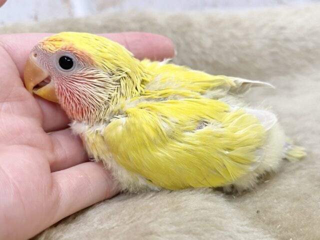 最新画像になります☆遊び仲間、募集ちゅう~😍 コザクラインコ(ゴールデンチェリー) コザクラインコ(小桜インコ)