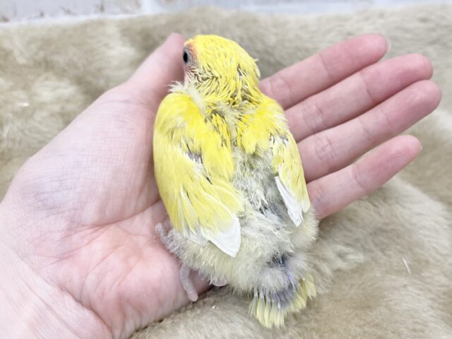 最新画像になります☆遊び仲間、募集ちゅう~😍 コザクラインコ(ゴールデンチェリー) コザクラインコ(小桜インコ)
