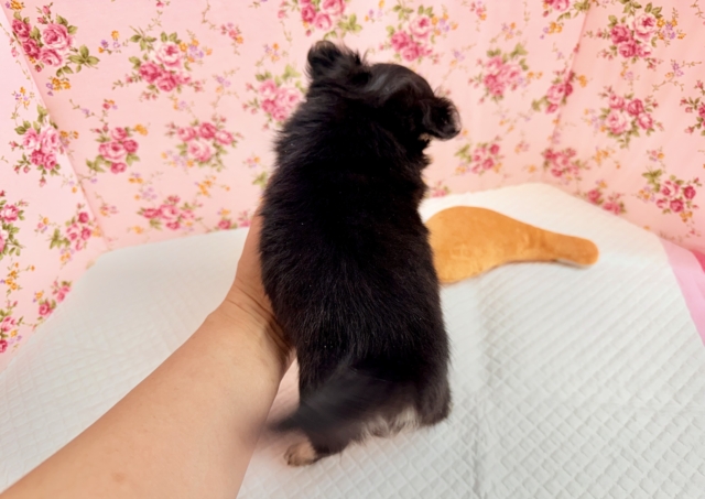 チワワ