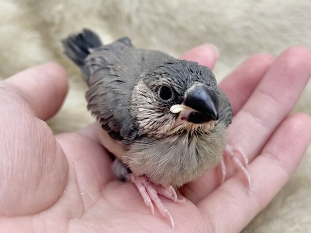 桜文鳥