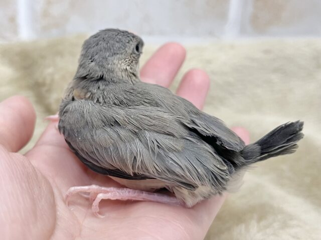 最新画像になります☆飛び出す元気ステキ🌸 桜文鳥 桜文鳥