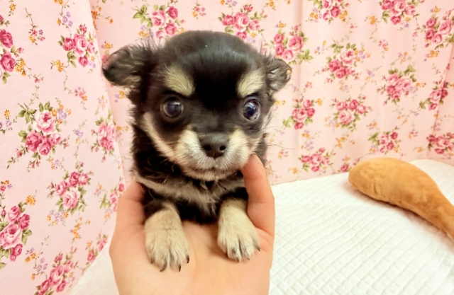 チワワ