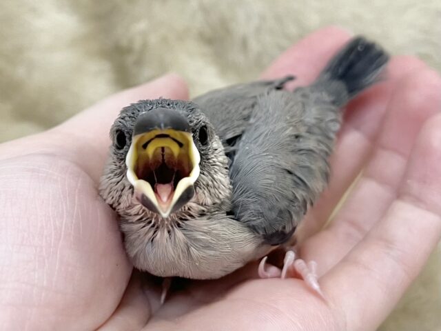桜文鳥