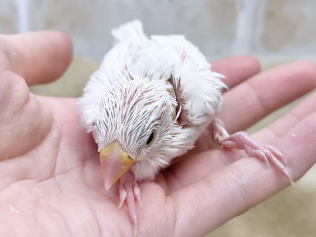白文鳥