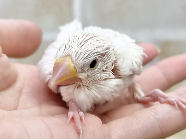 白文鳥