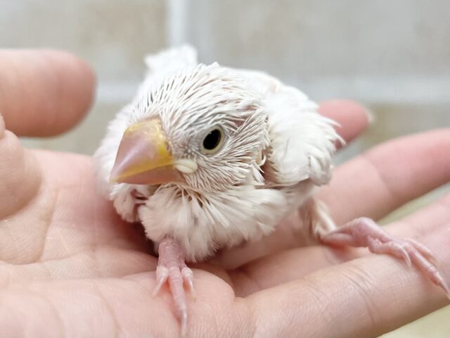 白文鳥