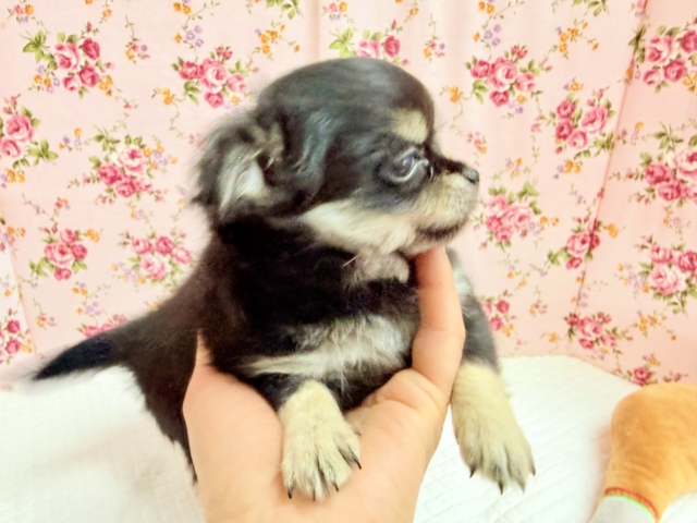 チワワ