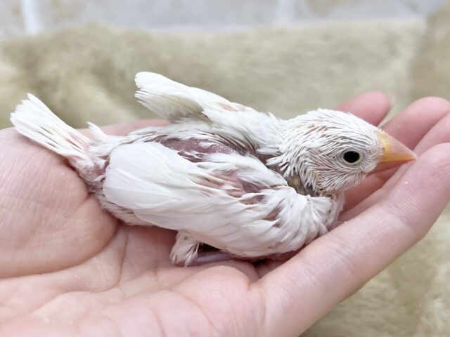 白文鳥