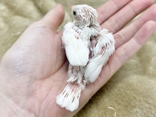最新画像になります☆真っ白おもちさん🪽✨ 白文鳥 白文鳥