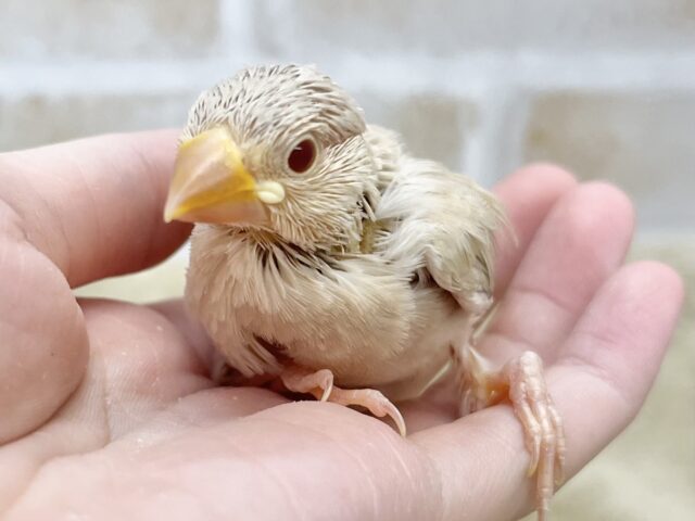 シナモン文鳥