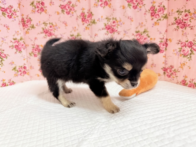 チワワ