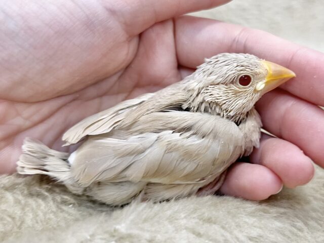 シナモン文鳥