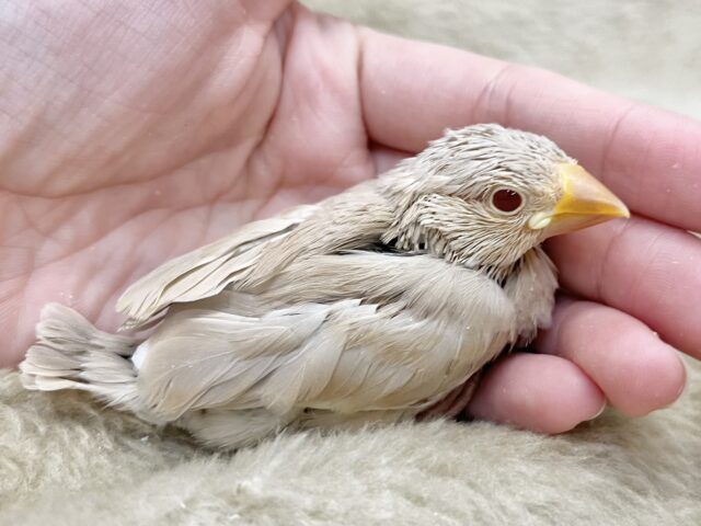 最新画像になります☆さわってみる??ふわふわきなこ餅〜🎵 シナモン文鳥 シナモン文鳥
