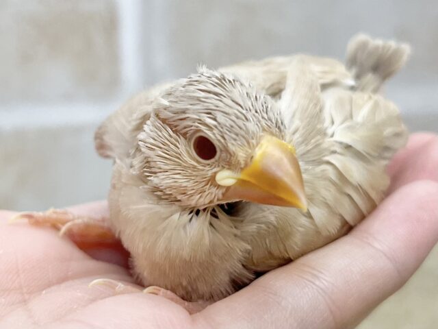 シナモン文鳥