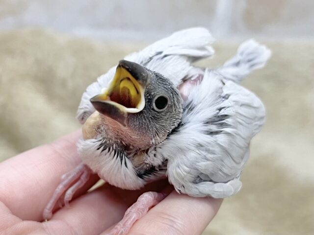 シルバー文鳥