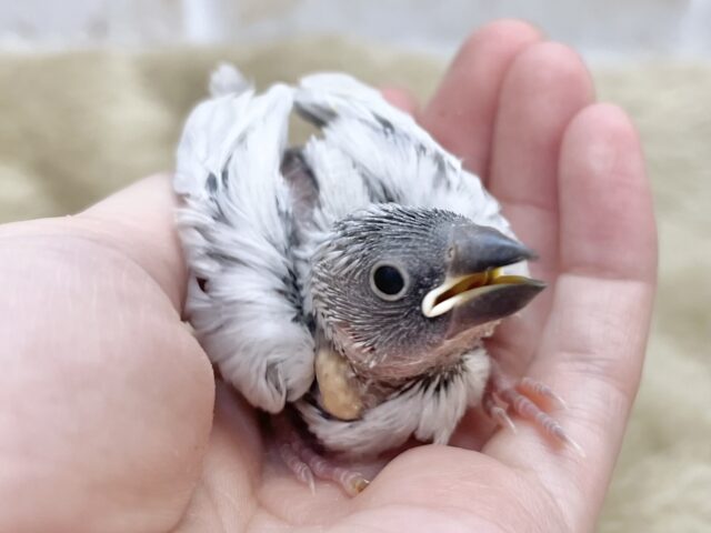 シルバー文鳥