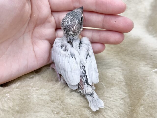 【4/23最新画像🆙】プンプンハロー♪シルバー文鳥🩶🤍 シルバー文鳥