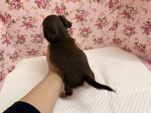 ハーフ犬(チワワ×ダックス)女の子♪あま〜い🍫お転婆ちゃんがやって来た! チワックス