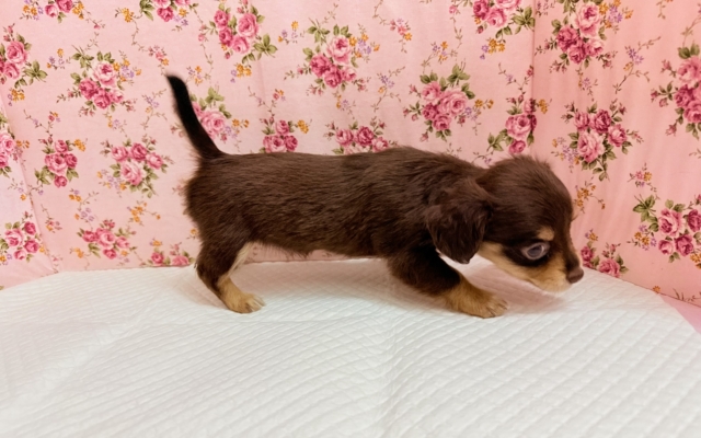 チワックス