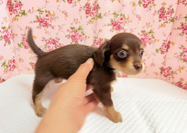 ハーフ犬(チワワ×ダックス)女の子♪あま〜い🍫お転婆ちゃんがやって来た! チワックス