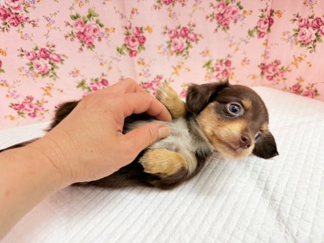 チワックス