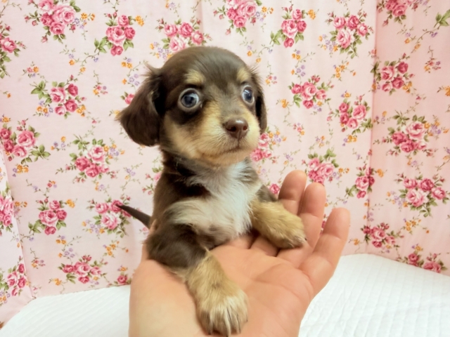 ハーフ犬(チワワ×ダックス)女の子♪あま〜い🍫お転婆ちゃんがやって来た! チワックス