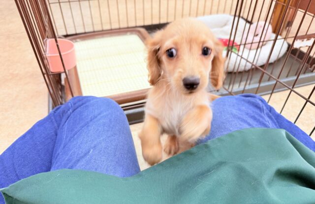 ミニチュアダックス(イエロー)女の子♪サークルデビューしました! ミニチュアダックス
