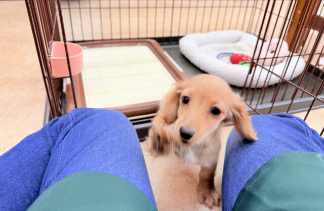 ミニチュアダックス(イエロー)女の子♪サークルデビューしました! ミニチュアダックス