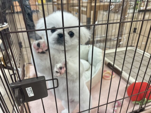 ペキニーズ