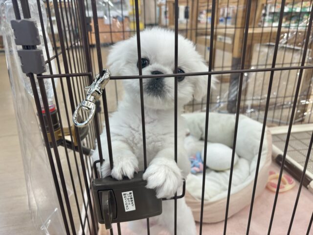 超ホヤホヤ最新画像✨ドタバタ〜走るよ〜オイラが〜🎶ペキニーズくん! ペキニーズ