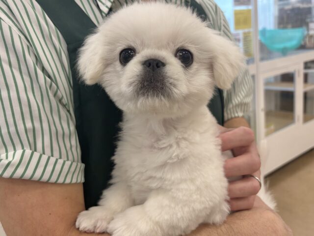 ペキニーズ