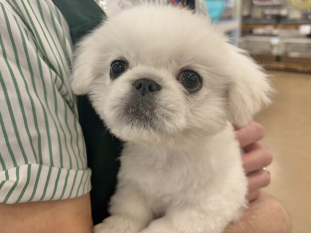 超ホヤホヤ最新画像✨ドタバタ〜走るよ〜オイラが〜🎶ペキニーズくん! ペキニーズ