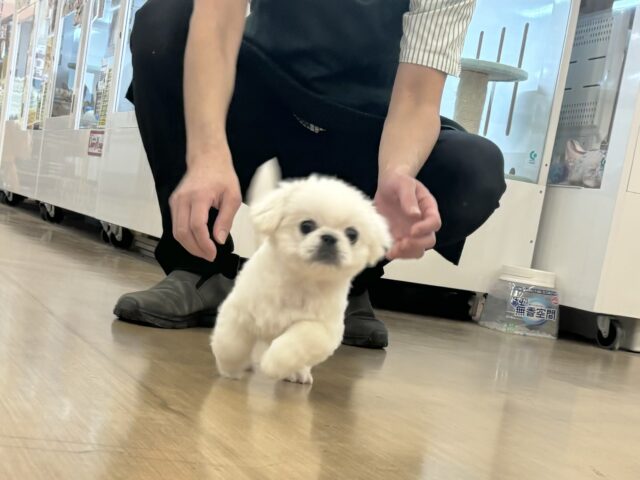 ペキニーズ