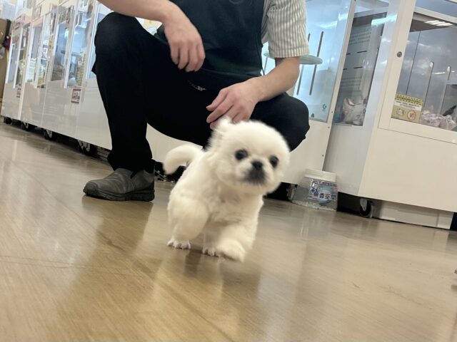 ペキニーズ